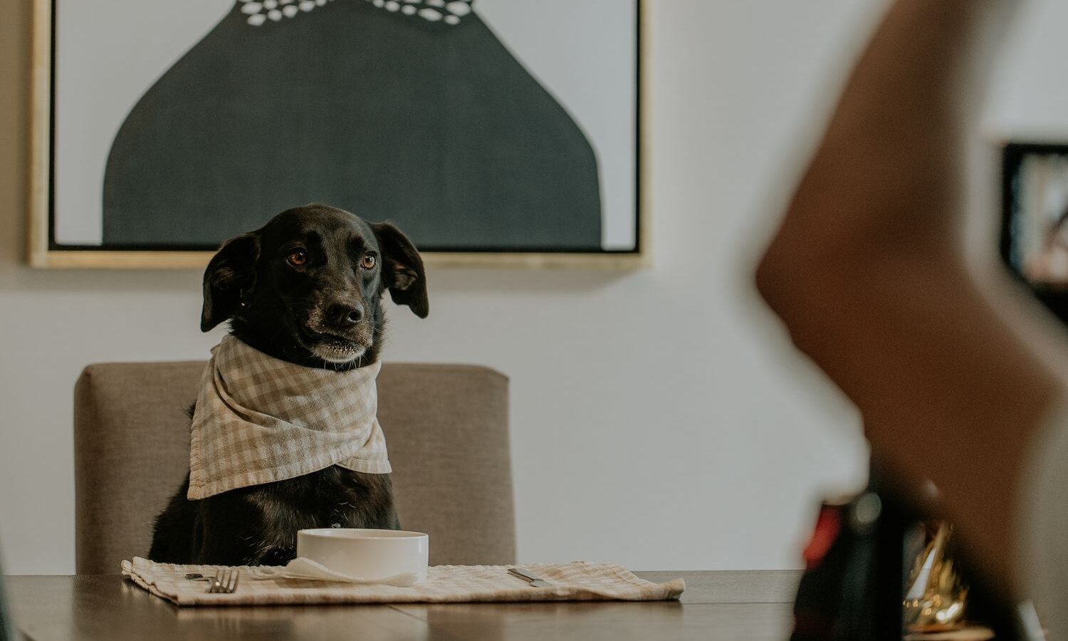 Cachorro sentado ao lado de uma mesa em restaurante pet friendly