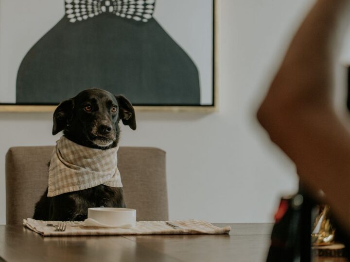 Cachorro sentado ao lado de uma mesa em restaurante pet friendly